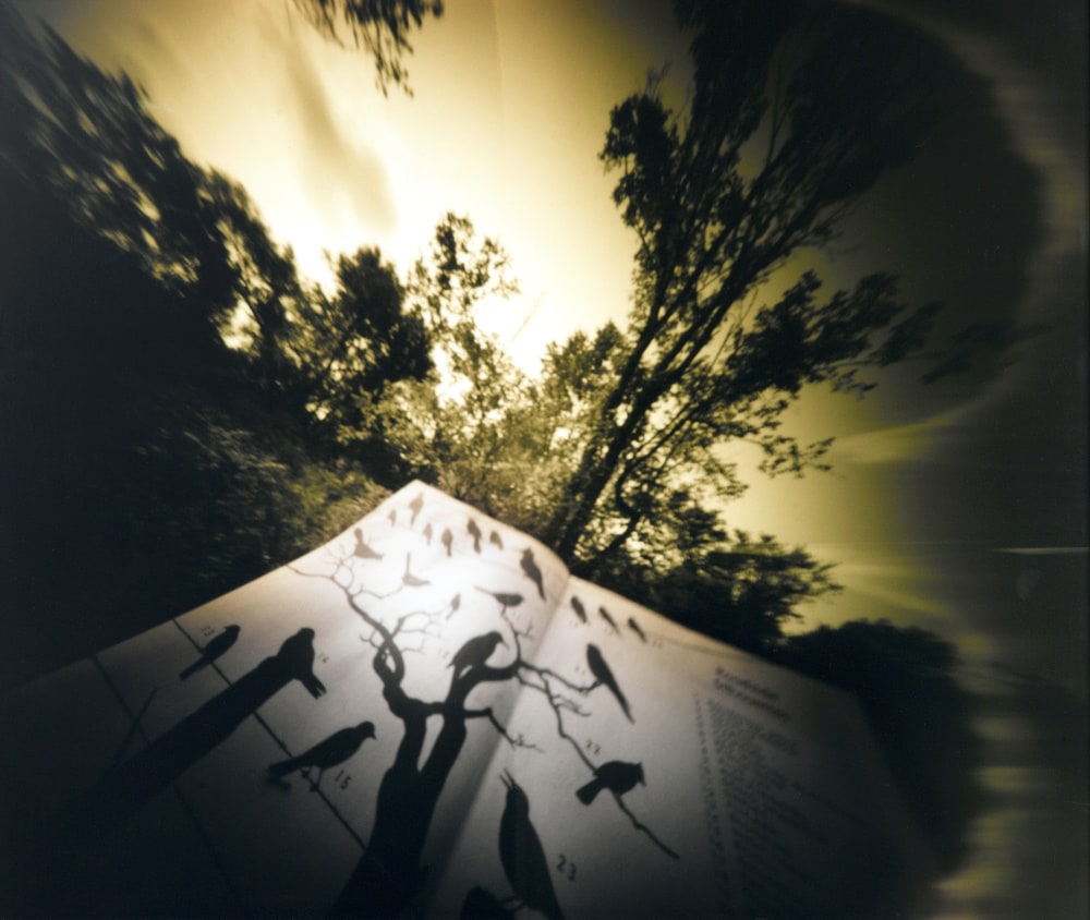 Sans titre (Bird, Book, Tree)