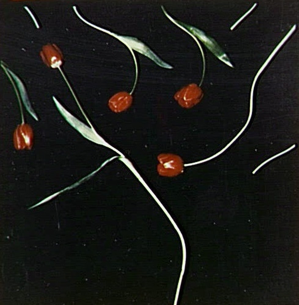 Cinq tulipes rouges
