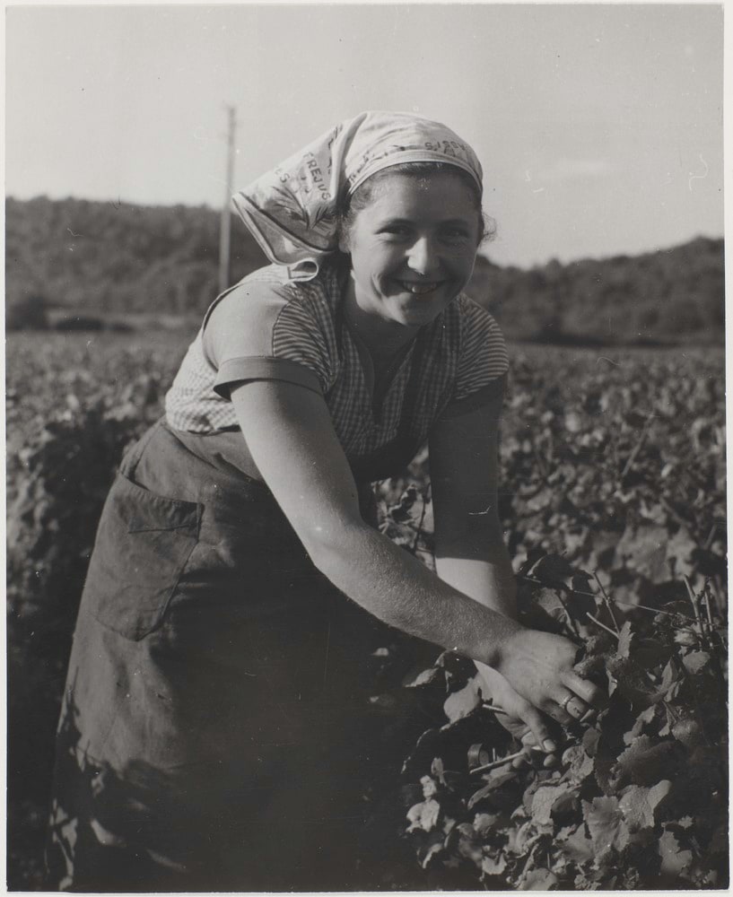 Les vendanges, la cueillette du raisin
