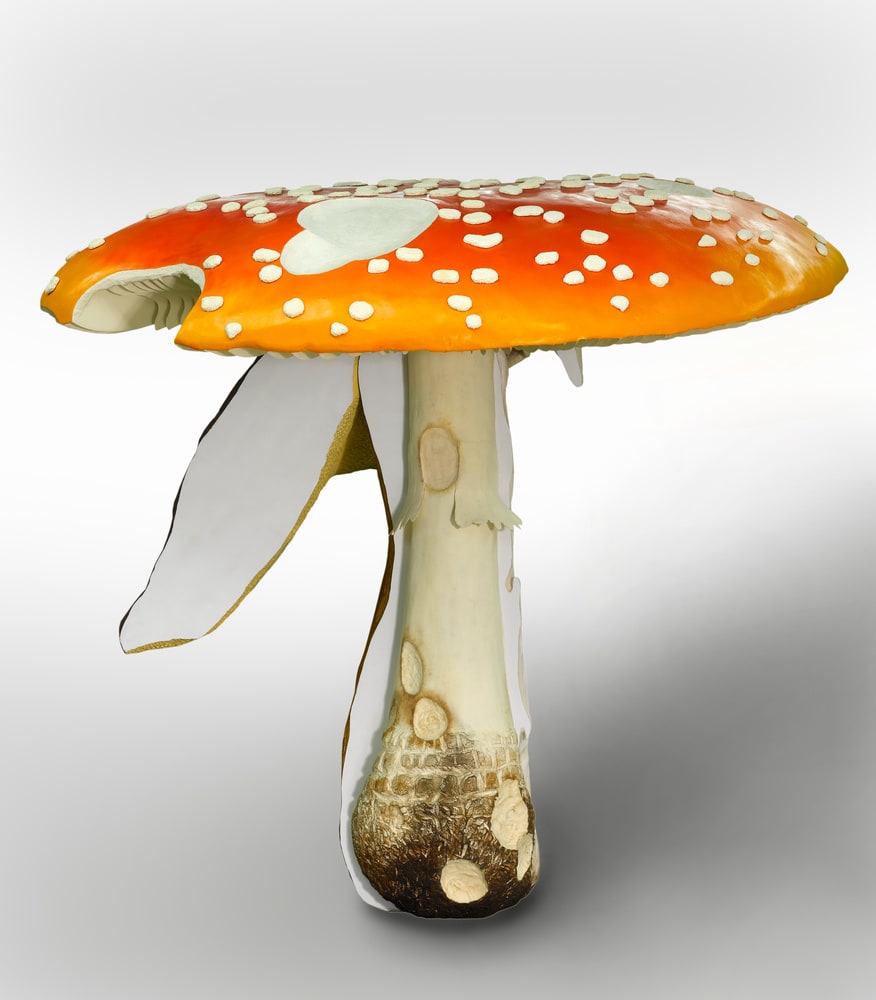 Giant Triple Mushroom                                                                 Amanita muscaria / Helvella crispa / Boletus badius