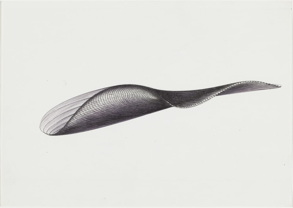 Etudes de formes série Bic