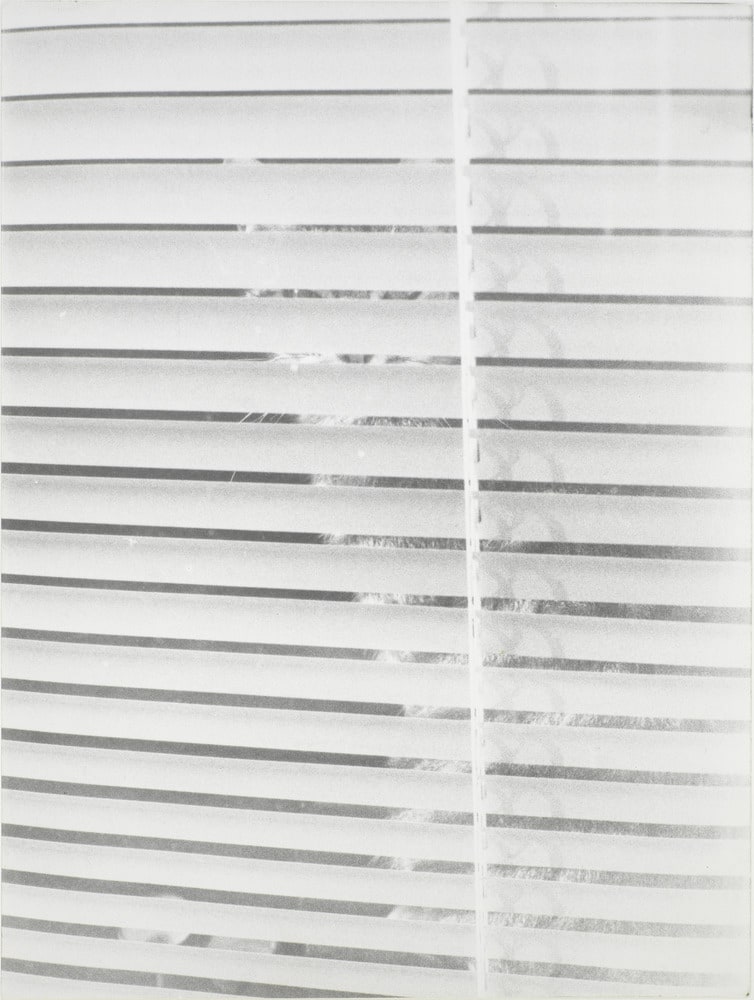 Untitled (Cat / Condensatioon trail / Mite / Swarrm)