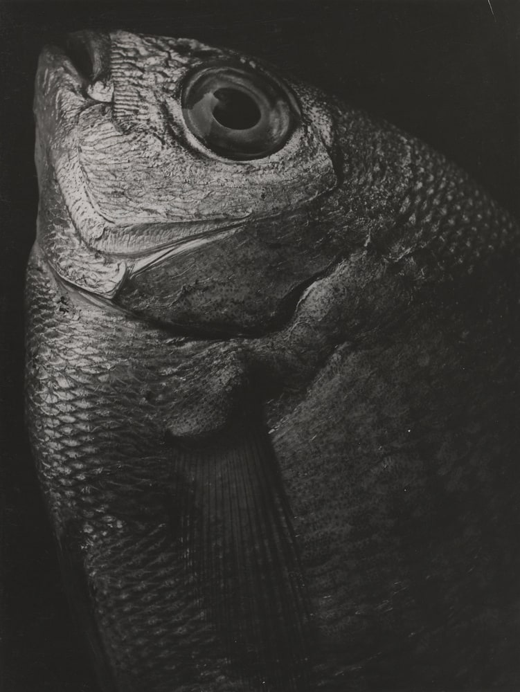 Poisson (sardine)