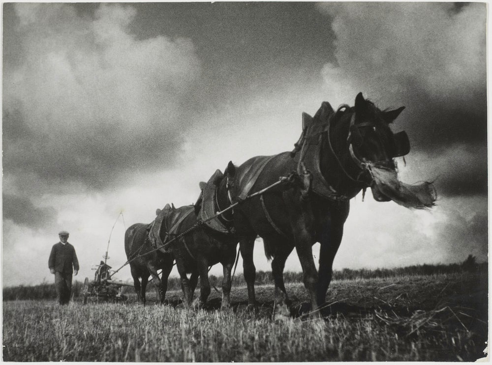 Chevaux de trait