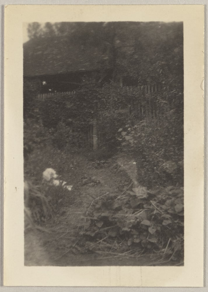 Basket, le caniche de Getrude Stein, au milieu des pieds de fraises du jardin de Bilignin, au printemps 1929