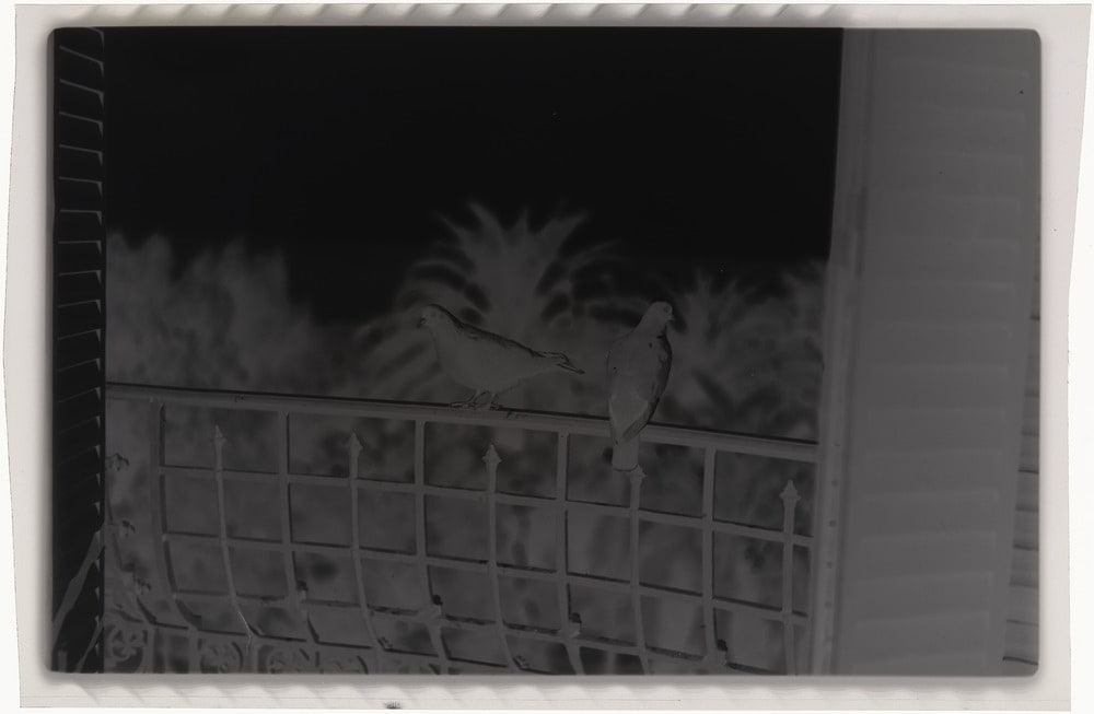 Deux pigeons sur la balustrade d'un balcon de La Californie, Cannes