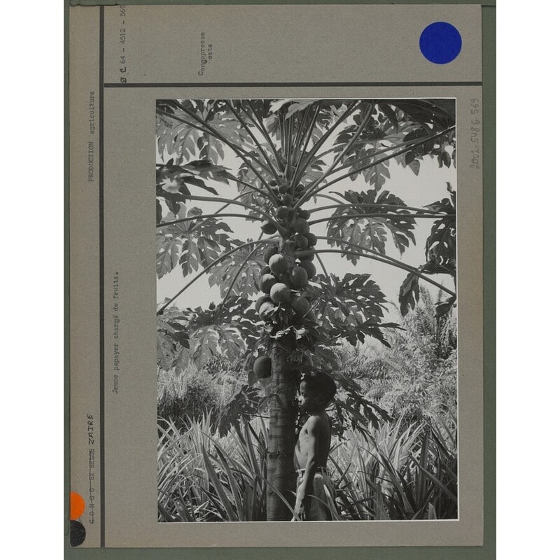 Jeune papayer chargé de fruits