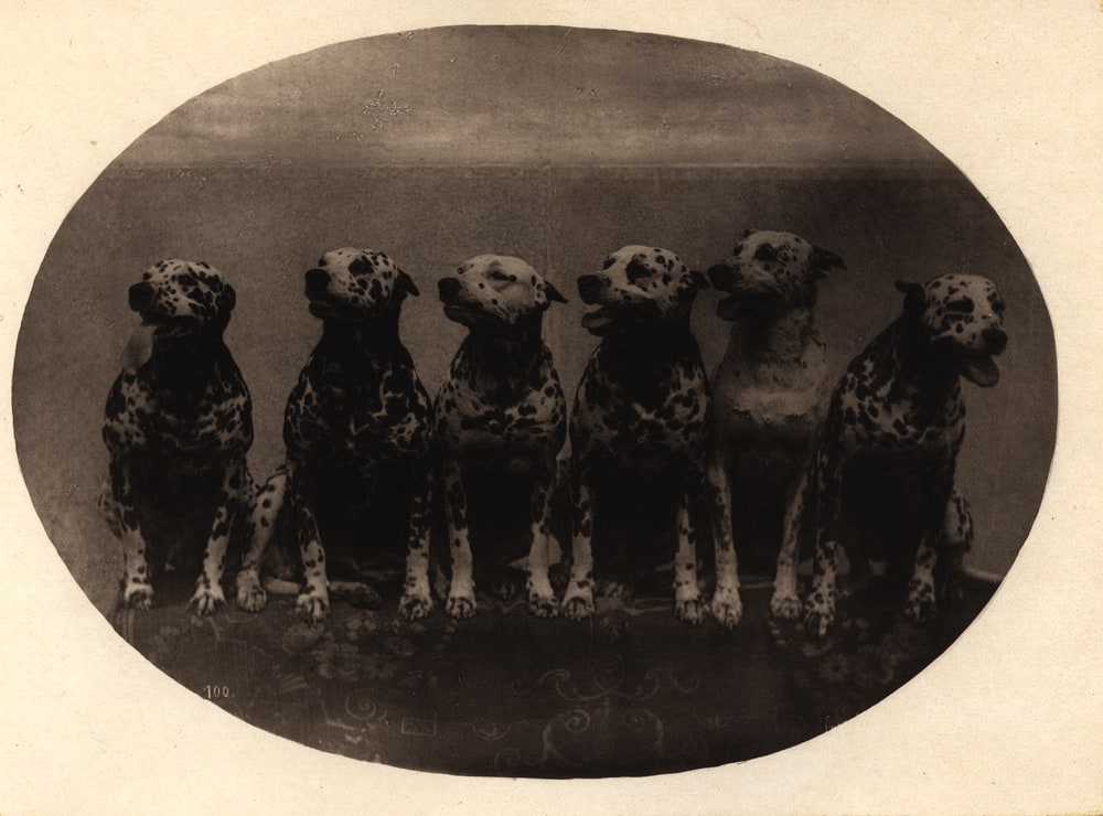 Meute von Hunden