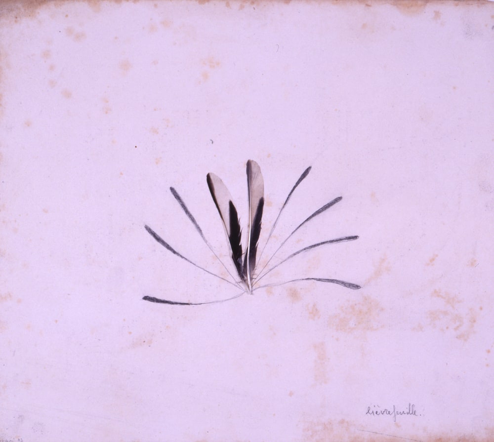 Lièvrefeuille