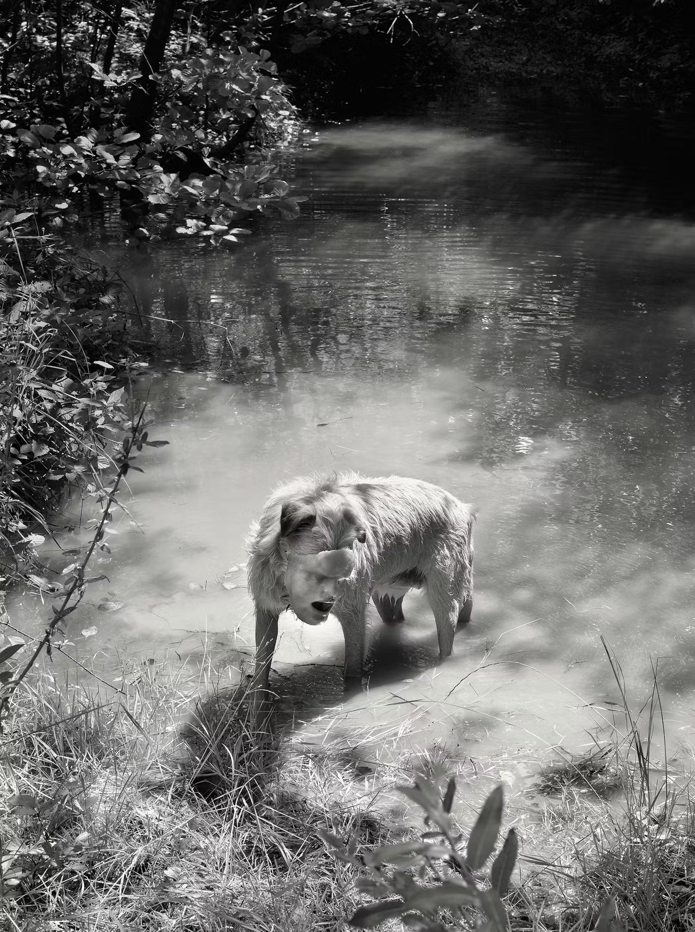 Domestic Animals #10