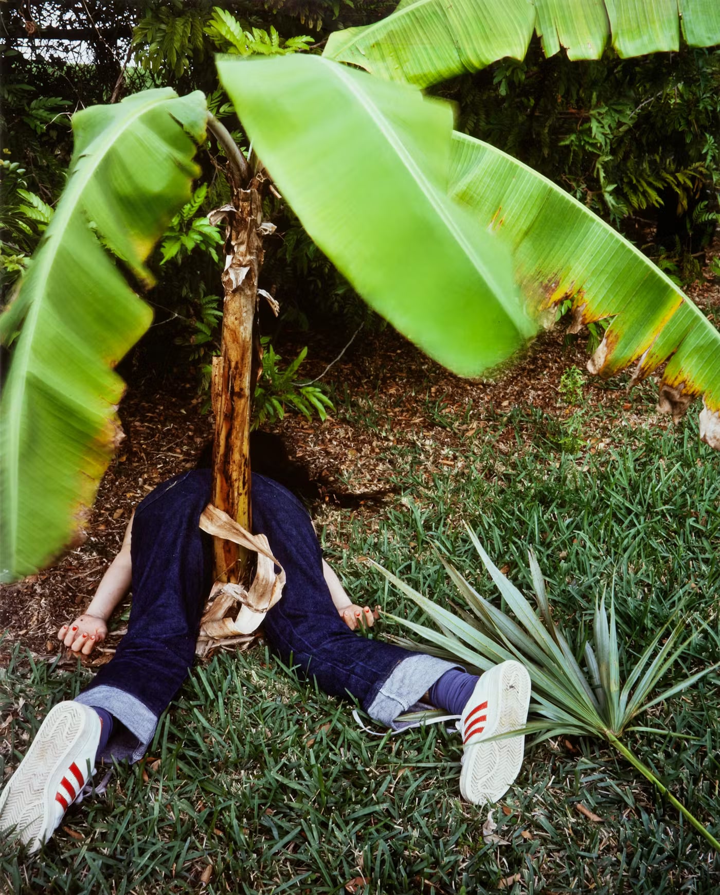 Backyard Series (Banana Tree)