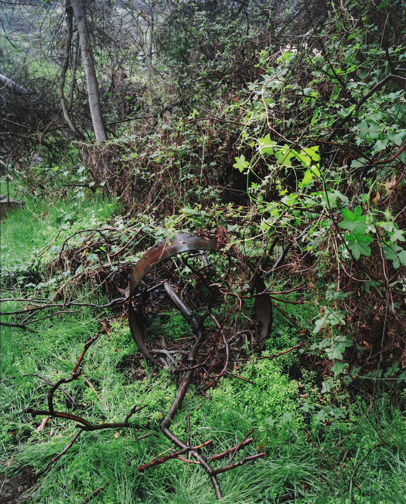 Circle and Branch
