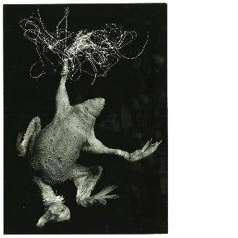 Gerupfte Ente, aus der Serie: Metastasen