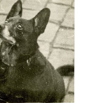 o.T. (Hund)