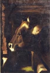 Testa di bove