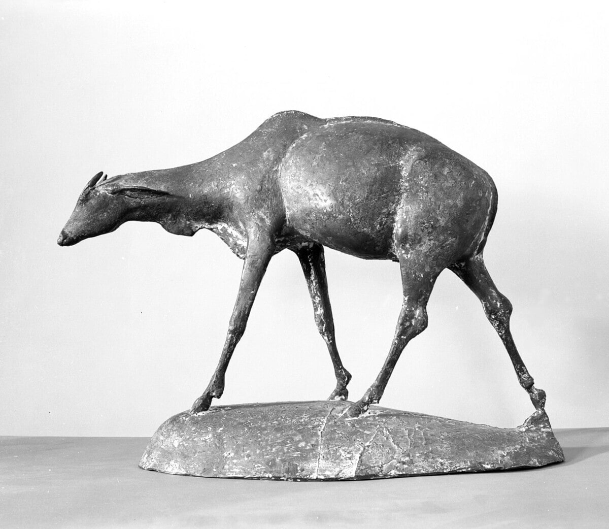 Nilgai