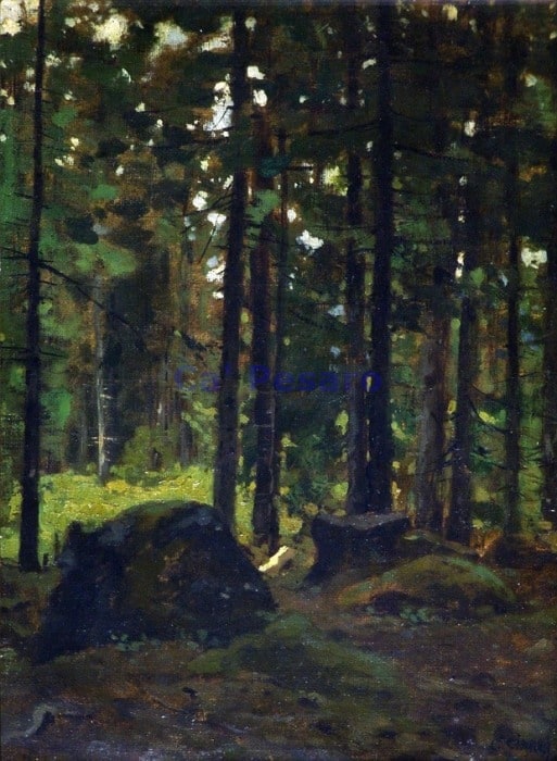 Bosco di abeti