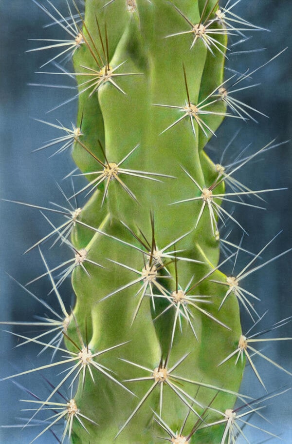Female Cactus, Red Sea 1998