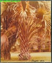 Corypha Elata