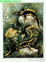 Salamanders - oktober 1911