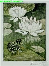 Kikker en waterlelies - juli 1911