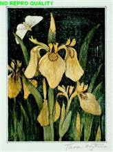Lisbloemen en vlinder - juni 1911