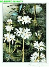 Waterplanten en libel