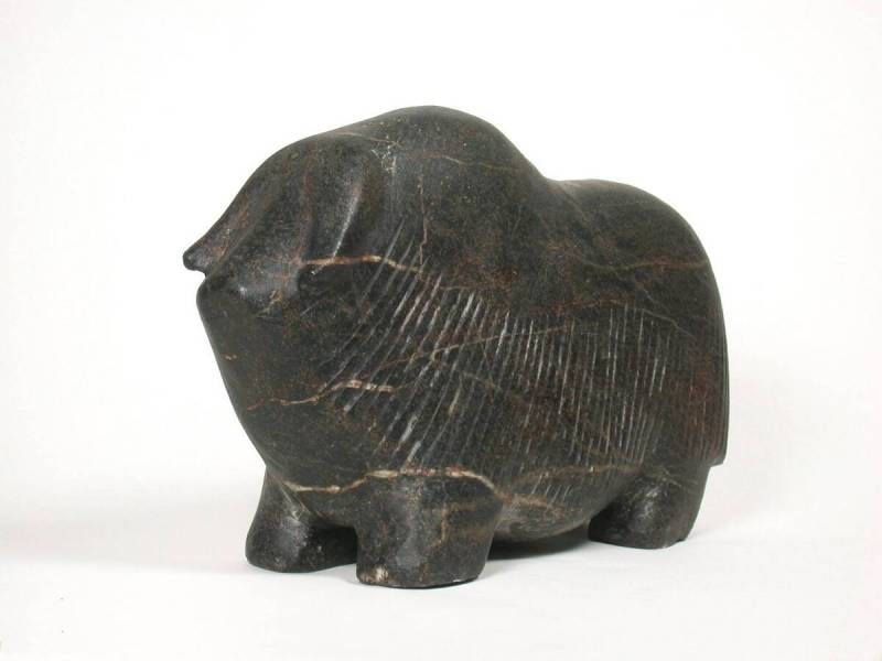 Musk Ox