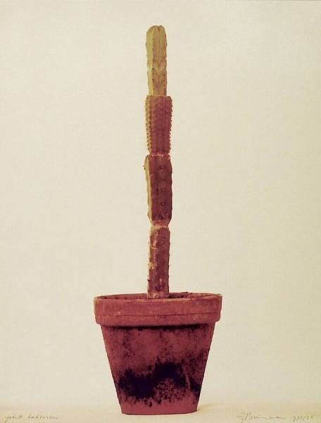 Grafted Cactuses