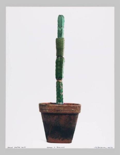Several grafted cacti; Homage to Brancusi