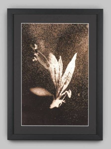 Chernobyl Herbarium (Exclusion Zone, Chernobyl, Ukraine; Radiation level: 1.7 Microsieverts/h): Byrsonima lucida