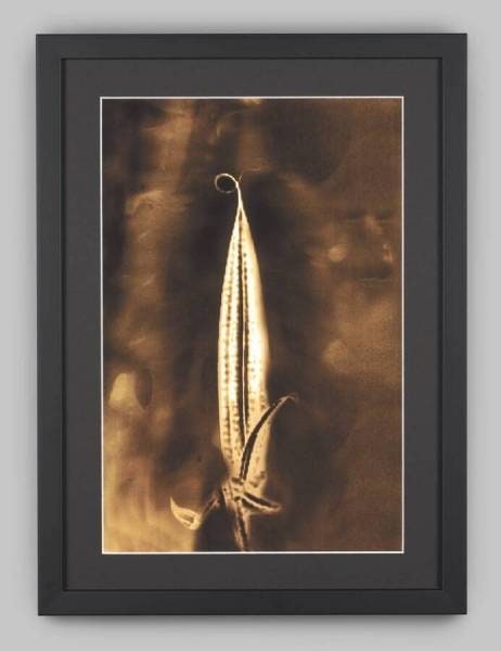 Chernobyl Herbarium (Exclusion Zone, Chernobyl, Ukraine; Radiation level: 1.7 Microsieverts/h): Phormium tenax liliaceae