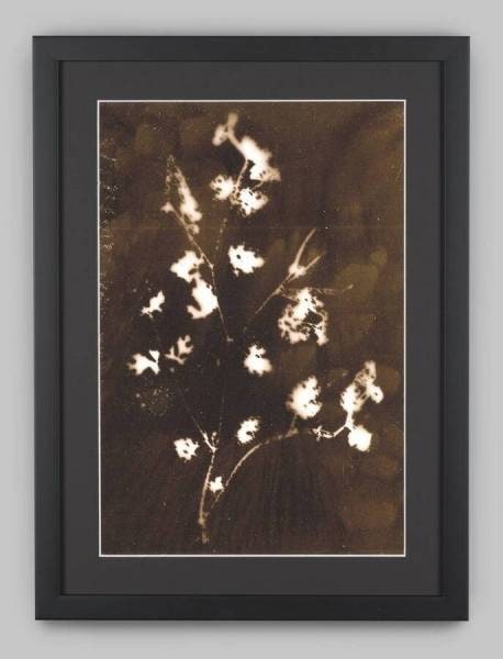 Chernobyl Herbarium (Exclusion Zone, Chernobyl, Ukraine; Radiation level: 1.7 Microsieverts/h): Geranium chinum