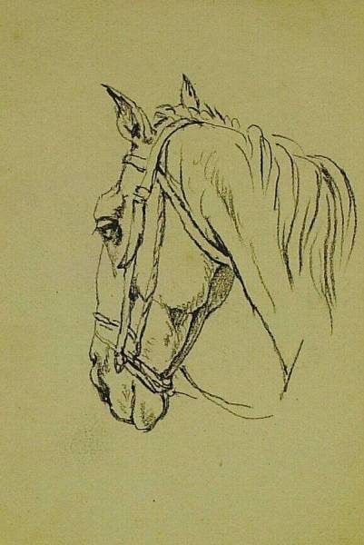 Head of a Horse