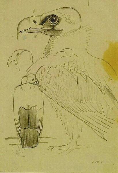 Vulture