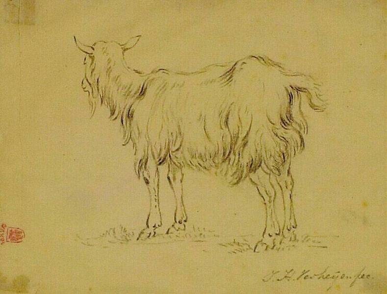 A Goat