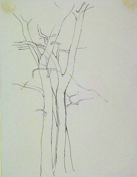 Tree Study