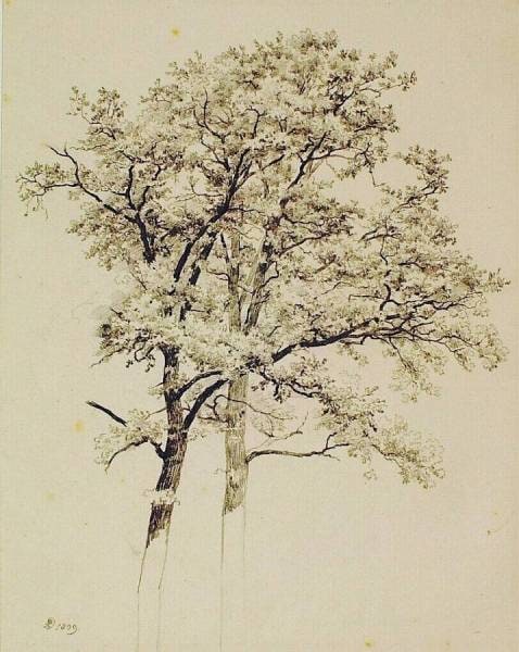 Tree Study