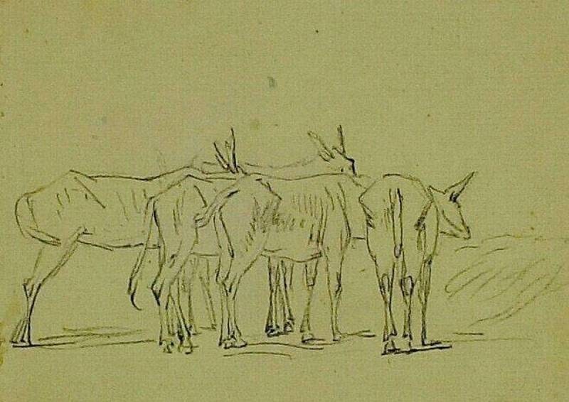 Herd of Donkeys