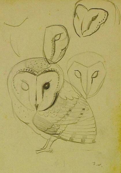 Owl, Studies