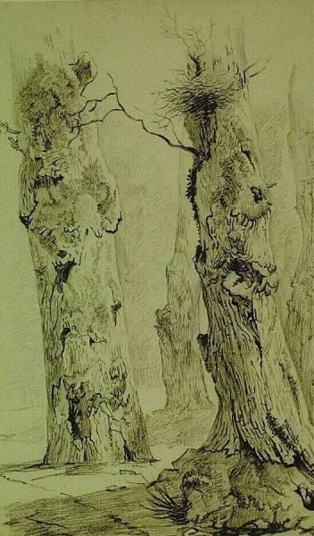 Old Oaks in the Forest