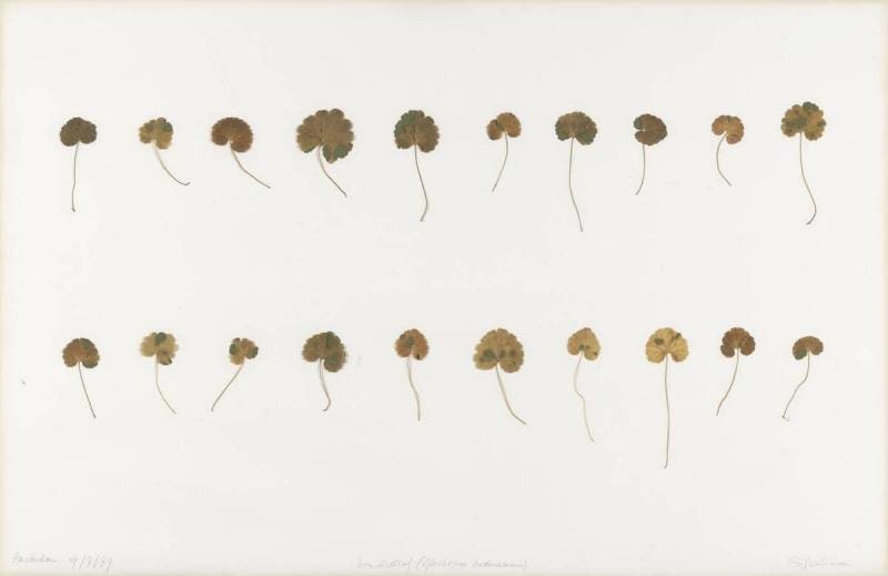 Leaf Reconstruction Ground Ivy (Glechoma hederacea) Amsterdam 19-07-1979