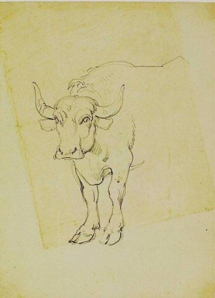 A Buffalo