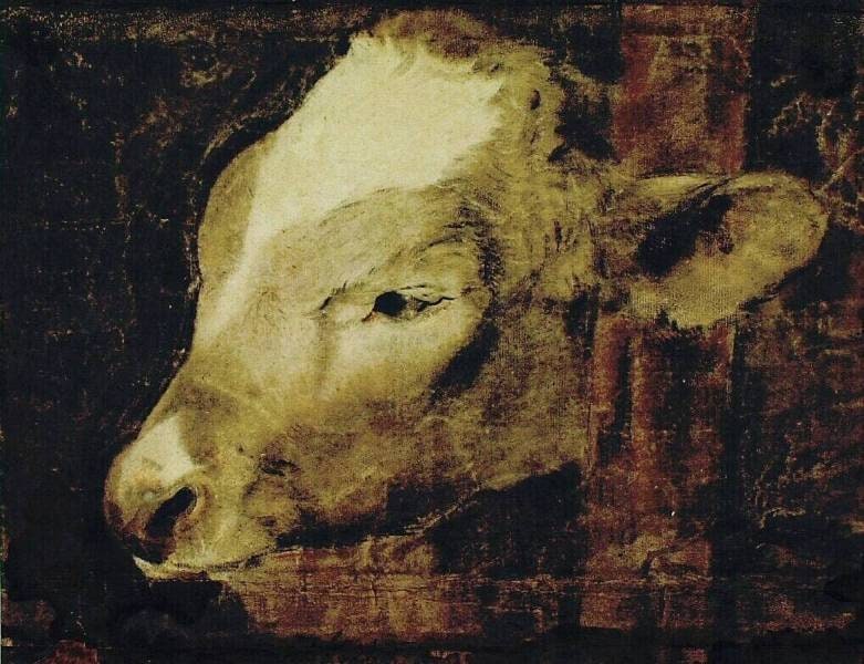 Calf Looking Out of a Stable