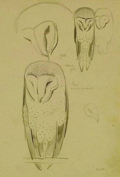 Owl, Studies