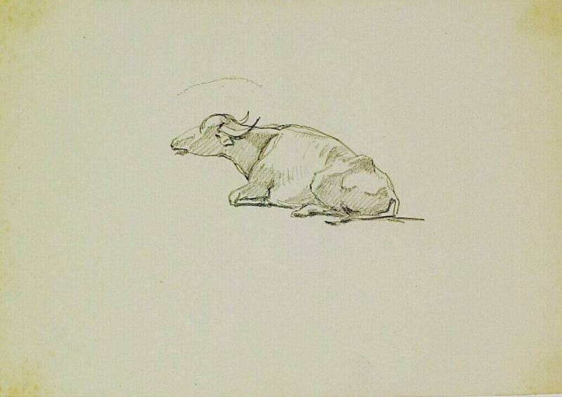 A Reclining Buffalo