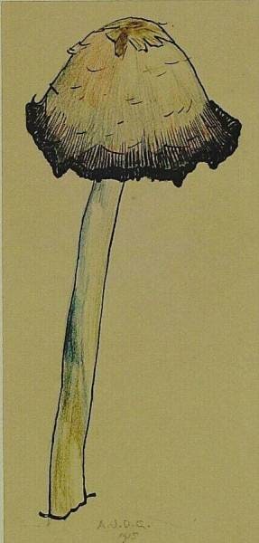 An Inkcap