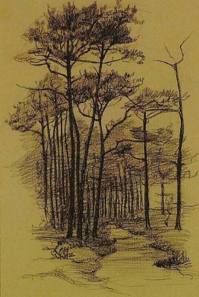 Forest Path