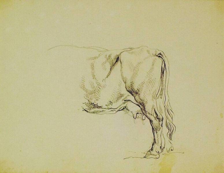 A Cow
