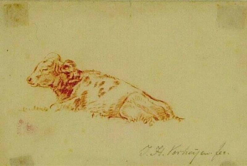 Lying Calf